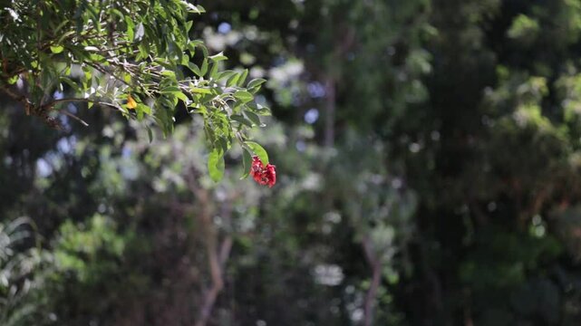 flores rojas