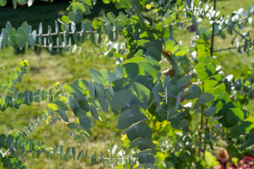 Close-Up of Eucalyptus pulverulenta Leaves with Vibrant Autumn Background.