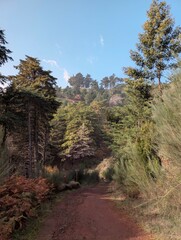 Peaceful Woods 