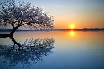  peaceful sunset reflective cherry blossoms