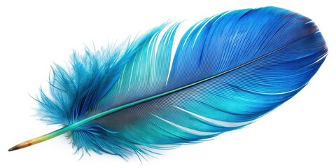 Small Blue Parrot Feather, Isolated White Background - Stock Photo