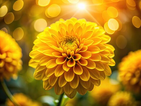 Impeccable bokeh enhances the vibrant yellow Malmequer, a captivating macro photograph.