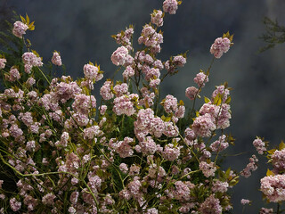 cherry blossoms at night time