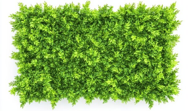 Rectangular Boxwood Boxwood Photos Images – Browse 2,153 Stock Photos, Vectors, and Video ...