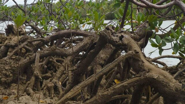 Footage of red mangrove tree's (Rhizophora mangle) root system.