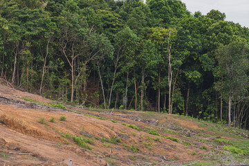 Fototapeta premium Environmental Impact of Deforestation