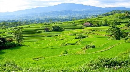 Lush green rice terraces in mountain valley. Peaceful rural scene. Ideal for travel brochures