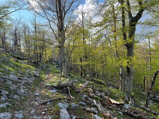 Fototapeta premium Premuzic hiking trail or Premuzic Trail - Velebit Nature Park, Croatia or Premuzic-Wanderweg or Premuzic's Trail (Pješački planinarski put Premužićeva staza - Park prirode Velebit, Hrvatska)