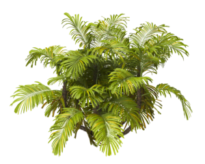 Single palm Tree PNG isolated on transparent background. big old palm plant with large green leaves. Areca Palm. Arenga engleri Plant. Chamaedorea. PNG bush or shrub outdoor plant. bamboo palm.