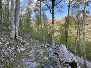Premuzic hiking trail or Premuzic Trail - Velebit Nature Park, Croatia or Premuzic-Wanderweg or Premuzic's Trail (Pje&scaron;ački planinarski put Premužićeva staza - Park prirode Velebit, Hrvatska)
