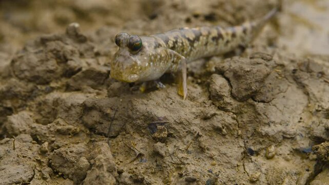 The barred mudskipper or silverlined mudskipper, is a species of mudskippers native to marine, fresh and brackish waters from the African coast of the Indian Ocean. 
