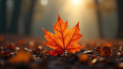 A single autumn leaf resting on a misty forest floor