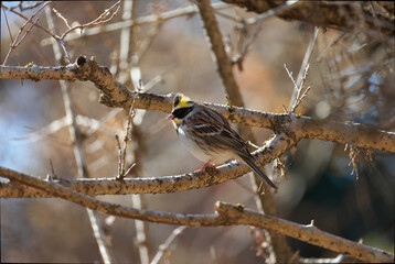 Beautiful Yellow-throated Bunting named Miyamahojiro in Japan that can be seen in winter