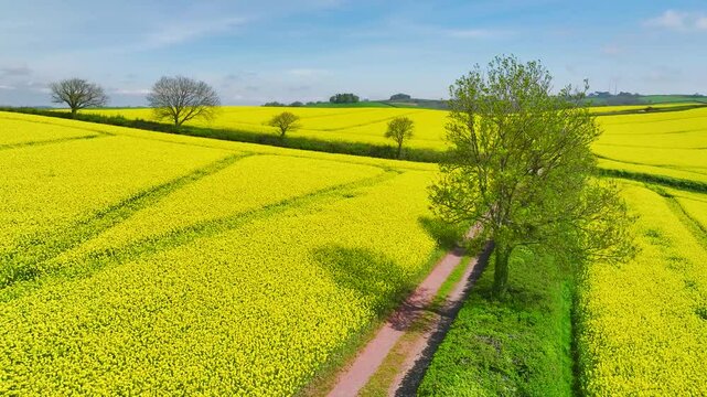 Rapeseed fields and farms from a drone, Devon, England