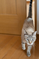 ドアのすき間を通る猫　シャムトラ猫