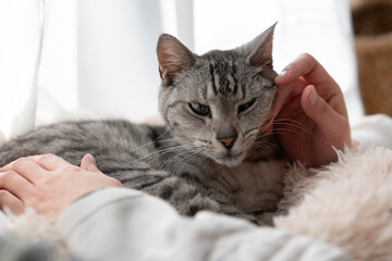 可愛い猫を撫でる人　サバトラ猫