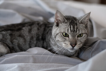 見つめる可愛い猫　サバトラ猫