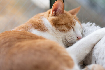 窓辺で眠る可愛い猫　茶トラ白