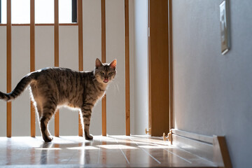 部屋の入り口の前で待っている猫　サバトラ猫