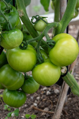 green tomatoes on a vine