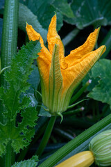 Zucchini flower in the garden