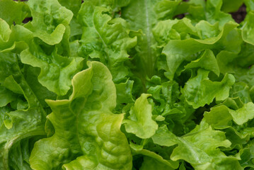 Greening Vegetables in the Garden. Lettuce Plants