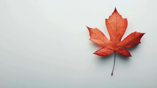 Red maple leaf gently twirling on white background highlighting autumn beauty