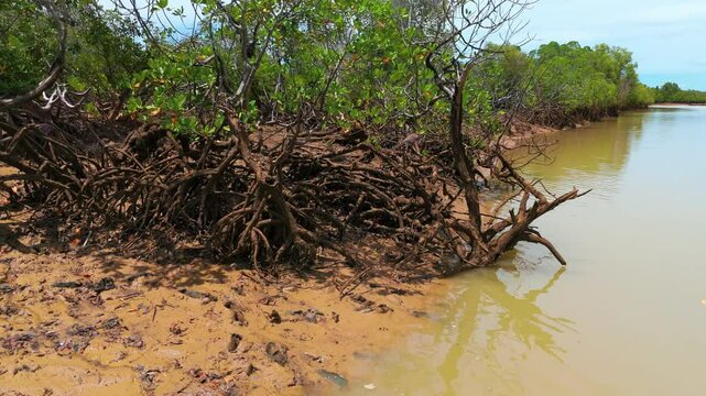 Mangroves in Guardalavaca beach (Cuba), a key habitat threatened by an unsustainable massive tourism model. 