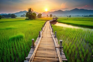 Fototapeta premium Serene Sunset Over Lush Green Rice Paddies with Rustic Wooden Bridge Pathway