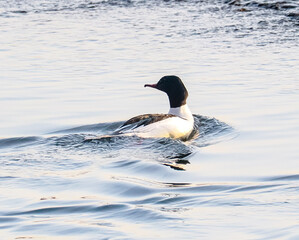 カワアイサ　オス