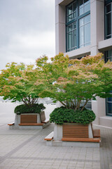 Fototapeta premium Design of urban public space. Modern long wooden bench with a tree in the park.