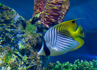 Obraz premium fish in aquarium