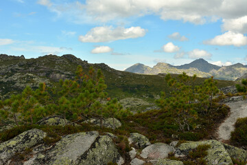 Young cedars grow through stones on a steep mountain slope on a sunny summer day.