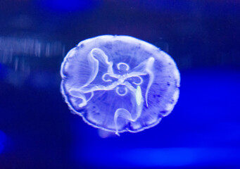 jellyfish