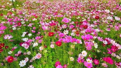 Naklejka premium Cosmos flower, commonly called the garden cosmos or Mexican aster. Various colors flowers bloom in the garden in Mekong Delta Vietnam.
