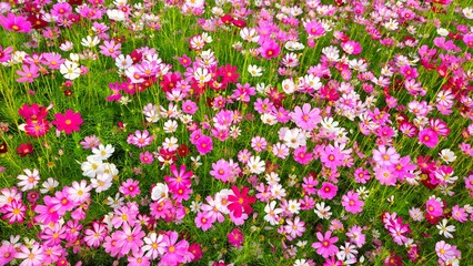 Cosmos flower, commonly called the garden cosmos or Mexican aster. Various colors flowers bloom in the garden in Mekong Delta Vietnam.