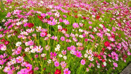 Cosmos flower, commonly called the garden cosmos or Mexican aster. Various colors flowers bloom in the garden in Mekong Delta Vietnam.