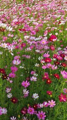 Cosmos flower, commonly called the garden cosmos or Mexican aster. Various colors flowers bloom in the garden in Mekong Delta Vietnam.
