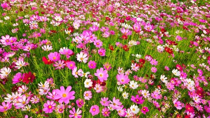 Cosmos flower, commonly called the garden cosmos or Mexican aster. Various colors flowers bloom in the garden in Mekong Delta Vietnam.