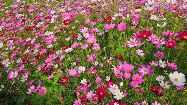 Cosmos flower, commonly called the garden cosmos or Mexican aster. Various colors flowers bloom in the garden in Mekong Delta Vietnam.