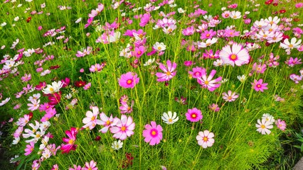 Cosmos flower, commonly called the garden cosmos or Mexican aster. Various colors flowers bloom in the garden in Mekong Delta Vietnam.