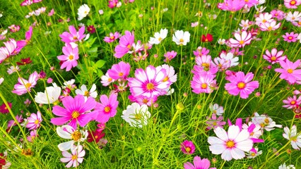 Cosmos flower, commonly called the garden cosmos or Mexican aster. Various colors flowers bloom in the garden in Mekong Delta Vietnam.