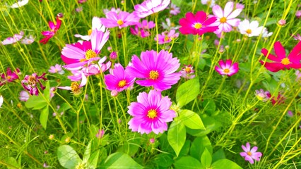 Cosmos flower, commonly called the garden cosmos or Mexican aster. Various colors flowers bloom in the garden in Mekong Delta Vietnam.