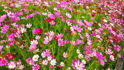 Cosmos flower, commonly called the garden cosmos or Mexican aster. Various colors flowers bloom in the garden in Mekong Delta Vietnam.