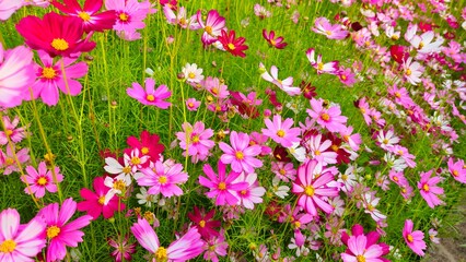 Cosmos flower, commonly called the garden cosmos or Mexican aster. Various colors flowers bloom in the garden in Mekong Delta Vietnam.
