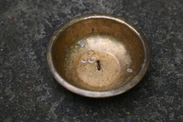 Ants on brass vessel. These ants are eating the sweet Offering left in the brass bowl. Wherever these ants find something sweet, they eat it with great relish. Insects or ant eating food. 