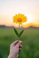 Fototapeta premium Hand holding bright yellow flower at sunset