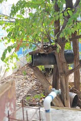 Photograph of a raccoon in the iguanarium in Manzanillo, Colima, Mexico