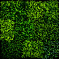 Green Leaves Pattern forms a Natural Textured Background in various shades