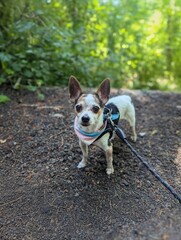 Small Chihuahua mix dog standing on trail wearing  a pride bandana, harness and leash in lush forest